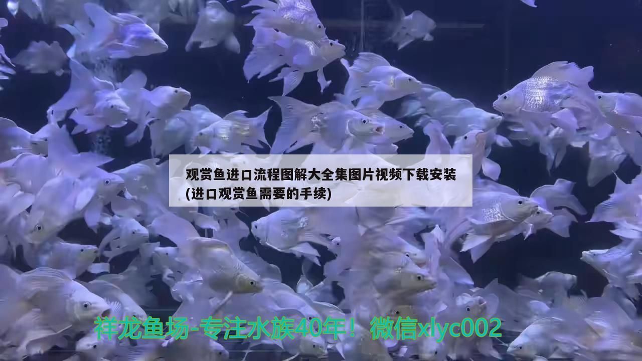 觀賞魚(yú)進(jìn)口流程圖解大全集圖片視頻下載安裝(進(jìn)口觀賞魚(yú)需要的手續(xù))