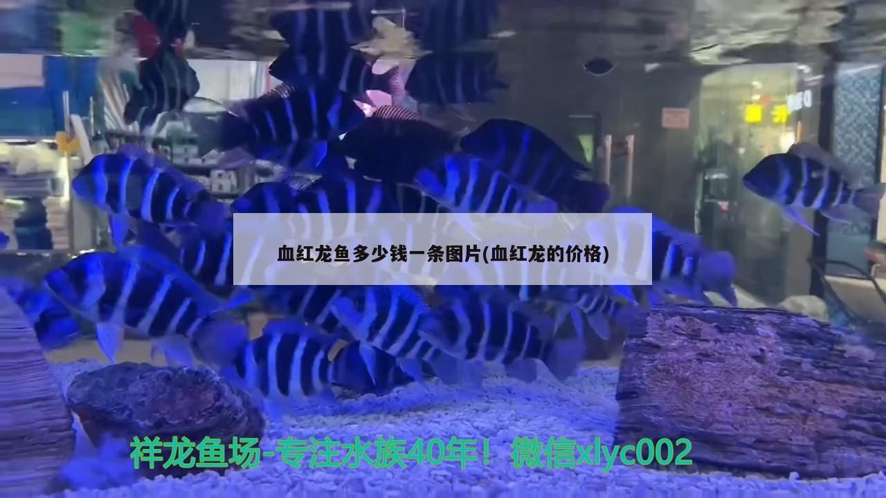 魚缸 血紅龍魚多少錢一條圖片(血紅龍的價格) 觀賞魚百科 血紅龍魚多少錢一條圖片(血紅龍的價格) 血紅龍魚多少錢一條圖片(血紅龍的價格) 觀賞魚百科