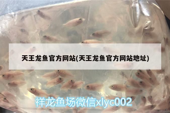 天王龍魚官方網站(天王龍魚官方網站地址)
