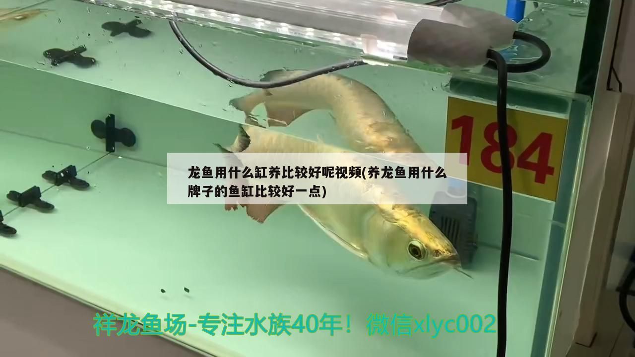 龍魚用什么缸養比較好呢視頻(養龍魚用什么牌子的魚缸比較好一點) 龍魚用什么缸養比較好呢視頻(養龍魚用什么牌子的魚缸比較好一點) 觀賞魚百科