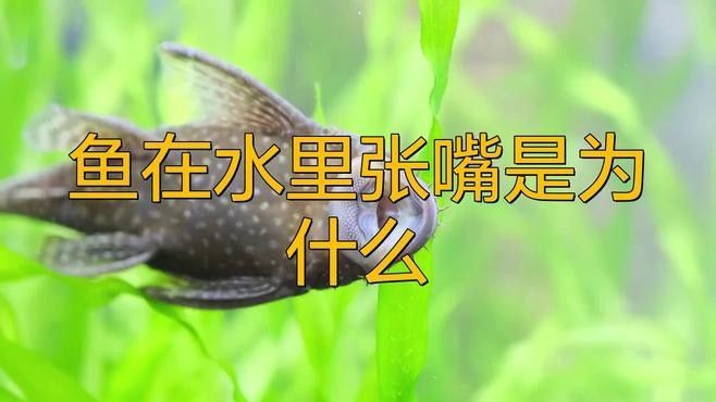 龍魚微張嘴最簡單三個步驟