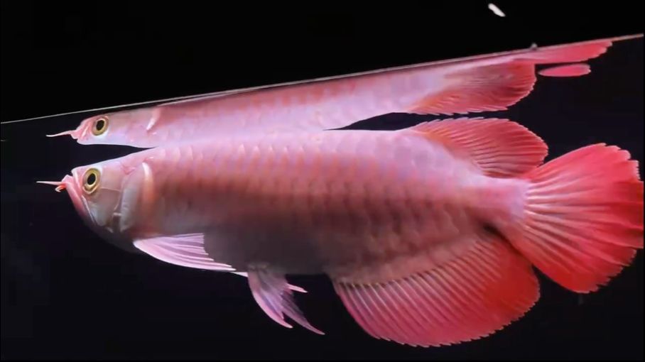 龍魚的虎斑品種圖片及種圖片及種圖片，龍魚的虎斑品種圖片及價格