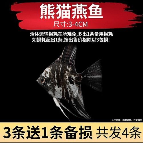燕魚品種以及價格