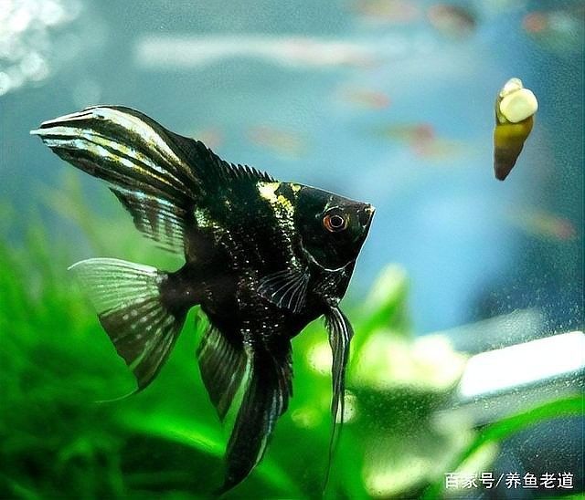燕魚品種以及價格
