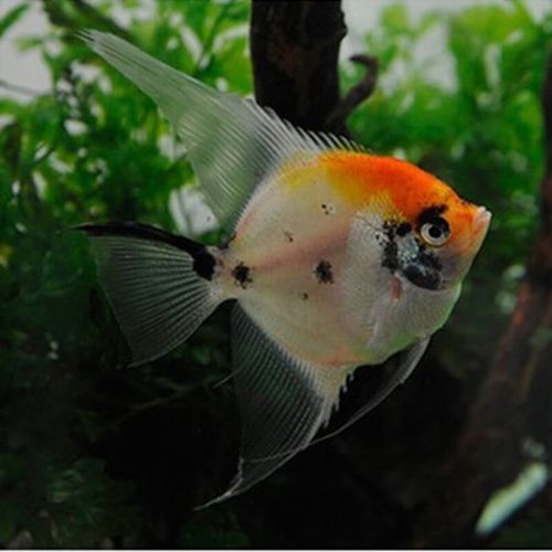 燕魚品種以及價格