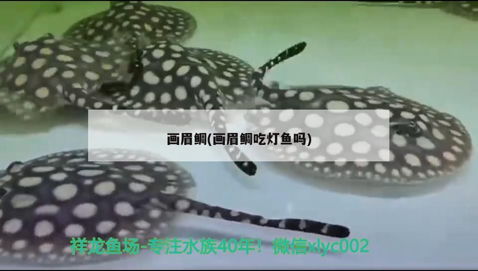 畫眉鯛(畫眉鯛吃燈魚嗎)