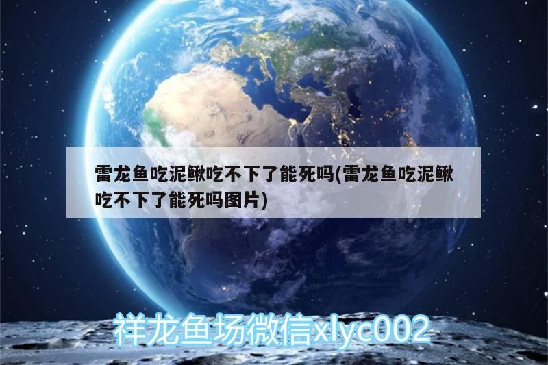 魚缸 雷龍魚吃泥鰍吃不下了能死嗎(雷龍魚吃泥鰍吃不下了能死嗎圖片) 觀賞魚百科 雷龍魚吃泥鰍吃不下了能死嗎(雷龍魚吃泥鰍吃不下了能死嗎圖片) 雷龍魚吃泥鰍吃不下了能死嗎(雷龍魚吃泥鰍吃不下了能死嗎圖片) 觀賞魚百科