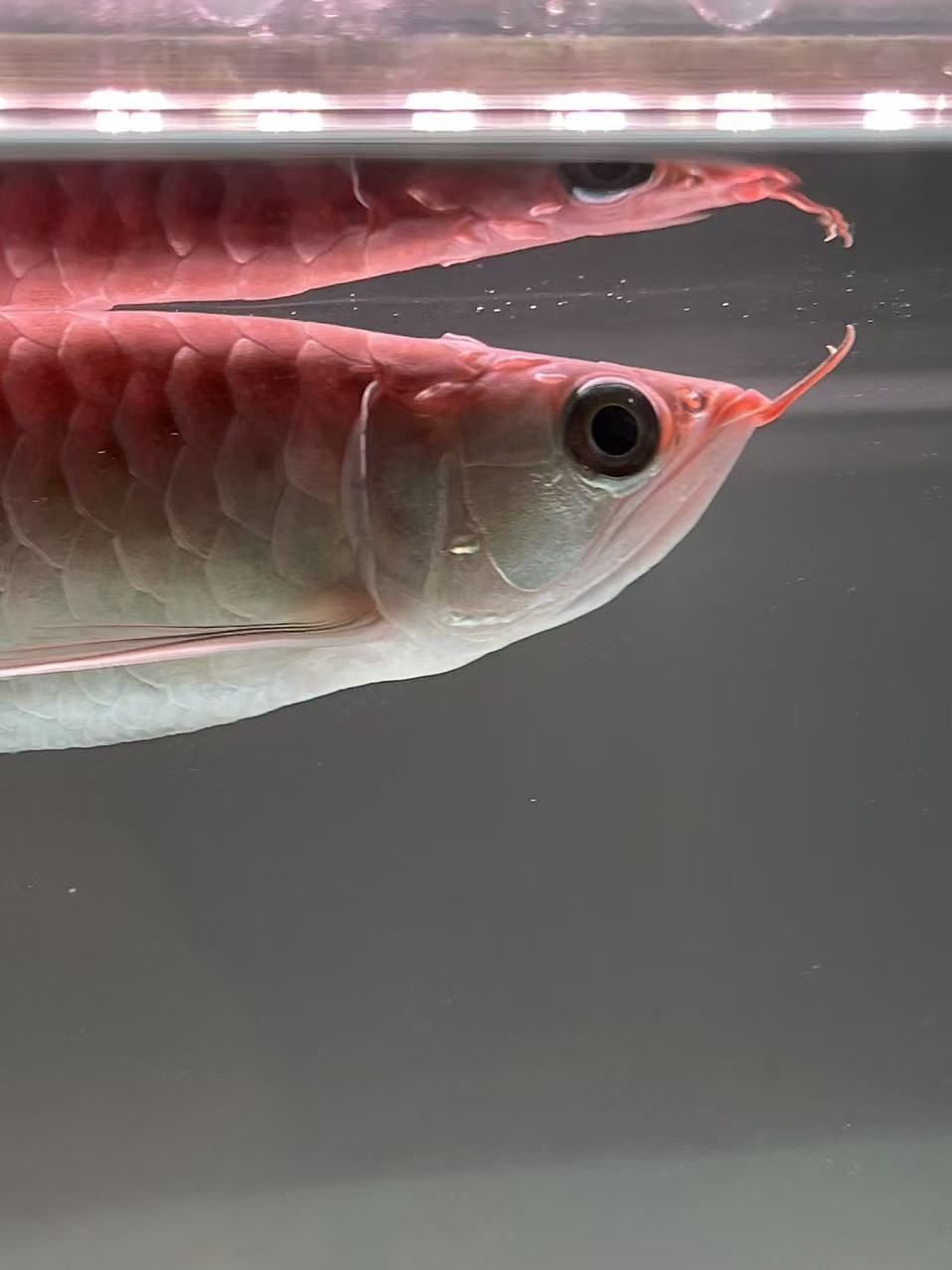 各位魚友，這是打架受傷發炎還是什么病呢？