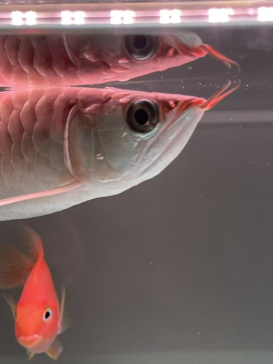 各位魚(yú)友，這是打架受傷發(fā)炎還是什么病呢？