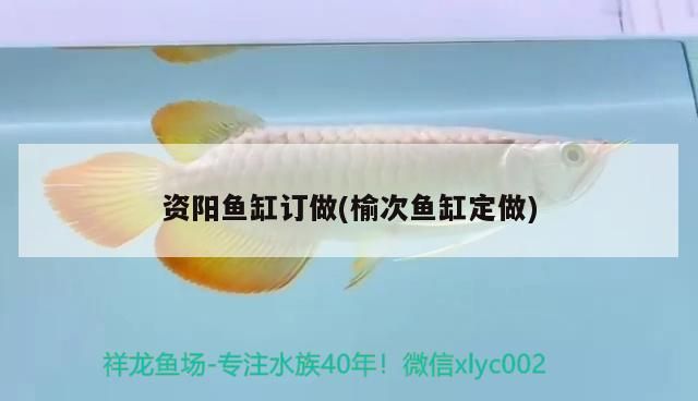 資陽魚缸訂做(榆次魚缸定做) 資陽魚缸訂做(榆次魚缸定做) 觀賞魚百科