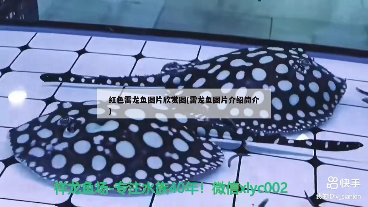龍魚為什么總在水底怎么辦(龍魚老是在底層游怎么回事) 龍魚為什么總在水底怎么辦(龍魚老是在底層游怎么回事) 觀賞魚百科