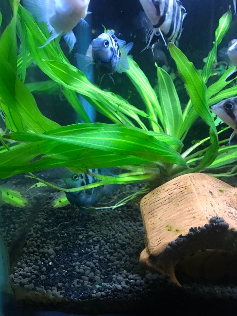 咸陽哪里有賣魚缸的( 咸陽哪里有賣魚缸的地方)