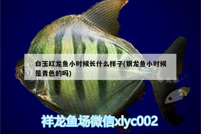 <strong><mark>白玉</mark></strong>紅龍魚小時候長什么樣子(銀龍魚小時候是青色的嗎)