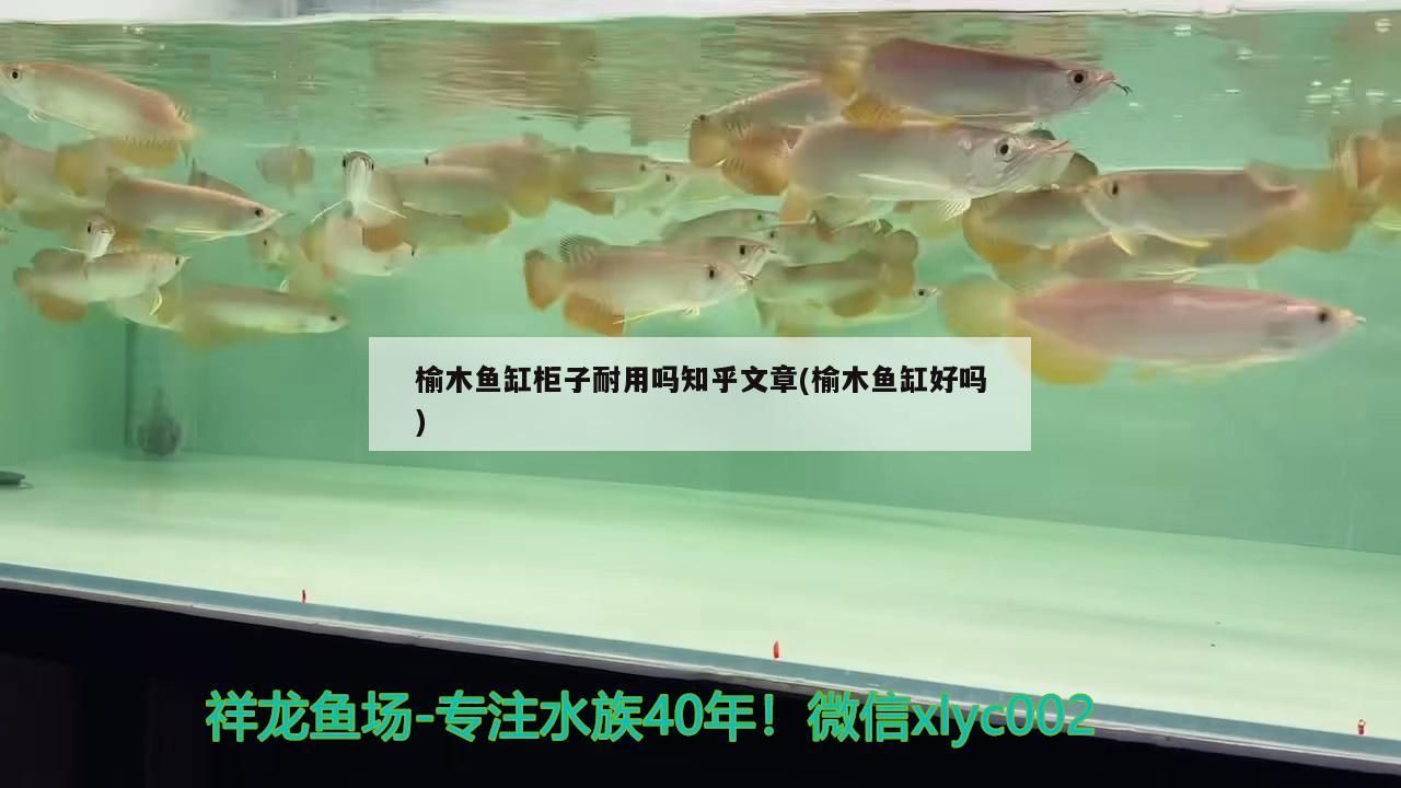 榆木魚缸柜子耐用嗎知乎文章(榆木魚缸好嗎) 榆木魚缸柜子耐用嗎知乎文章(榆木魚缸好嗎) 觀賞魚百科