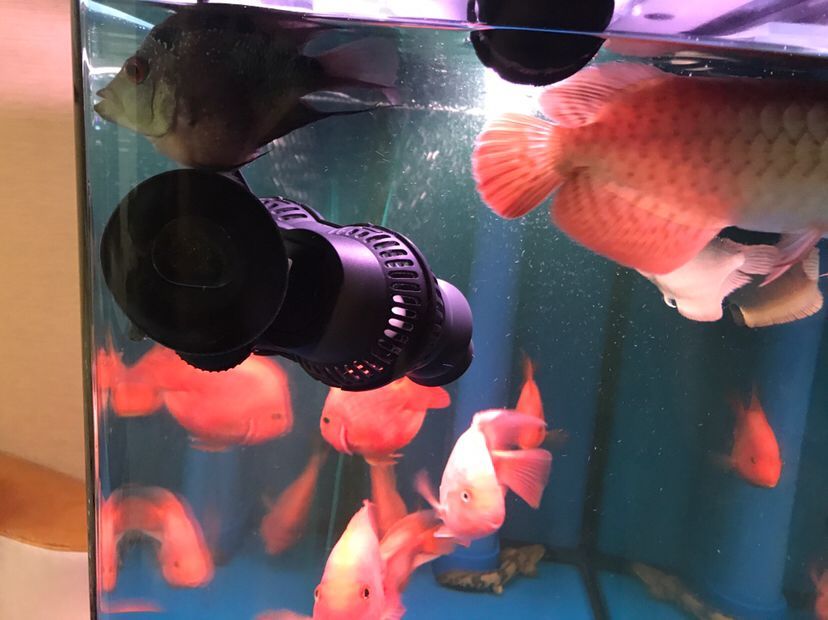 龍三