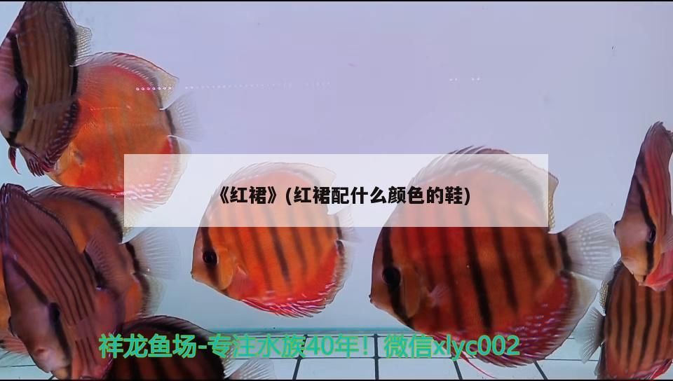 《紅裙》(紅裙配什么顏色的鞋) 《紅裙》(紅裙配什么顏色的鞋) 觀賞魚百科