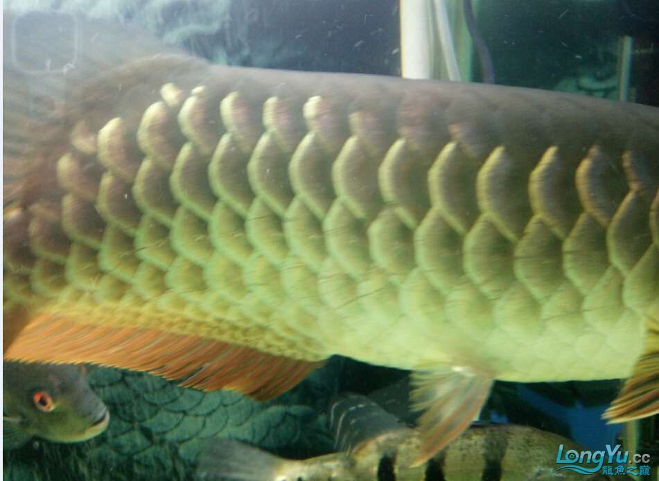 商丘觀賞魚市場龍魚吃食正常為什么鱗片會劃了蹭缸是內寄還外寄