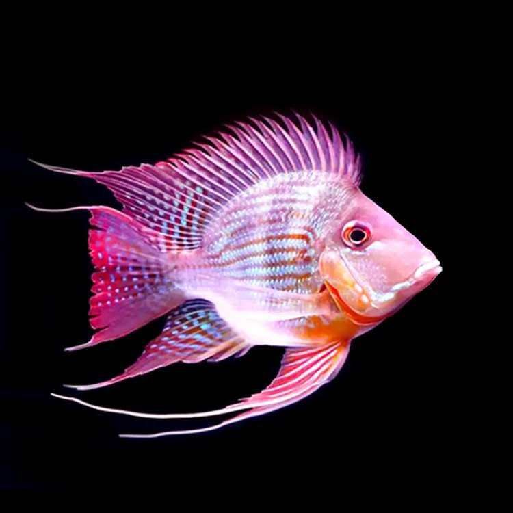 溫和的觀賞魚品種榜(熱帶兇猛觀賞魚)