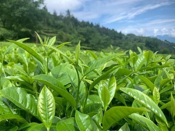 回龍茶一級德宏