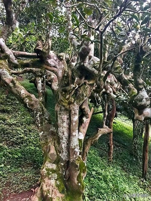 回龍茶一級德宏