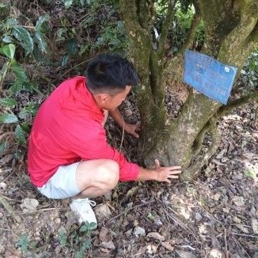 回龍茶一級德宏