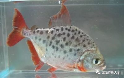 虎魚眼睛內白色的眼珠發黃正常嗎：虎魚的眼睛內白色的眼珠發黃正常嗎 虎魚眼睛內白色的眼珠發黃正常嗎：虎魚的眼睛內白色的眼珠發黃正常嗎 觀賞魚百科 第2張