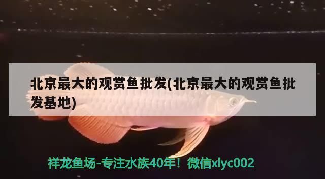 北京最大的觀賞魚批發(北京最大的觀賞魚批發基地)