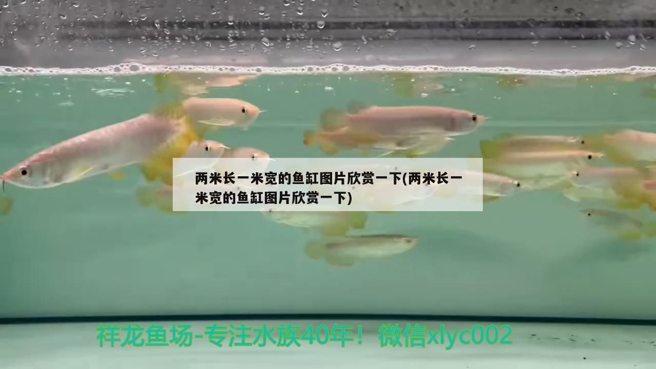 兩米長一米寬的魚缸圖片欣賞一下(兩米長一米寬的魚缸圖片欣賞一下) 兩米長一米寬的魚缸圖片欣賞一下(兩米長一米寬的魚缸圖片欣賞一下) 觀賞魚百科