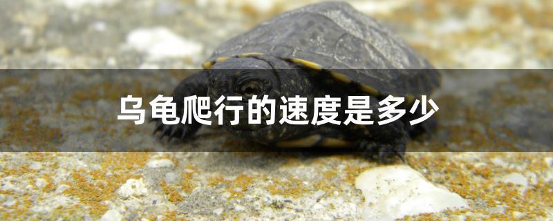 溧陽哪有魚缸賣呀多少錢一斤（臨汾路裝修） 溧陽哪有魚缸賣呀多少錢一斤（臨汾路裝修） 觀賞魚百科 第1張