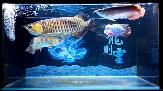 溧陽哪有魚缸賣呀多少錢一斤（臨汾路裝修） 溧陽哪有魚缸賣呀多少錢一斤（臨汾路裝修） 觀賞魚百科 第2張