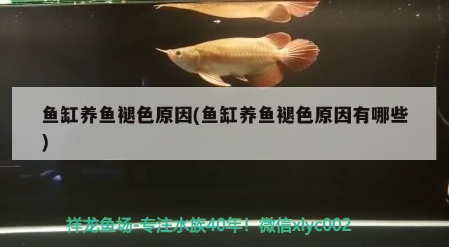 魚缸養魚褪色原因(魚缸養魚褪色原因有哪些)