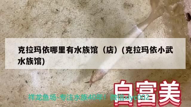 克拉瑪依哪里有水族館（店）(克拉瑪依小武水族館)