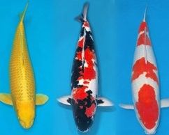 魚苗批發養殖基地30公里內 魚苗批發養殖基地30公里內 觀賞魚百科 第2張