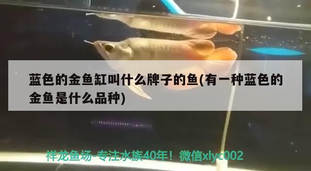 藍色的金魚缸叫什么牌子的魚(有一種藍色的金魚是什么品種)