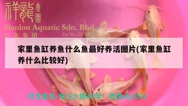家里魚缸養魚什么魚最好養活圖片(家里魚缸養什么比較好)
