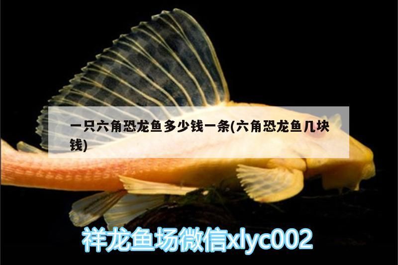 魚缸用增氧泵價格是多少:魚缸增氧機-xtrac增氧機-xtrac增氧機 一只六角恐龍魚多少錢一條(六角恐龍魚幾塊錢) 觀賞魚百科 一只六角恐龍魚多少錢一條(六角恐龍魚幾塊錢) 一只六角恐龍魚多少錢一條(六角恐龍魚幾塊錢) 觀賞魚百科