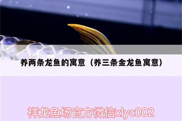 養(yǎng)兩條龍魚的寓意（養(yǎng)三條金龍魚寓意）