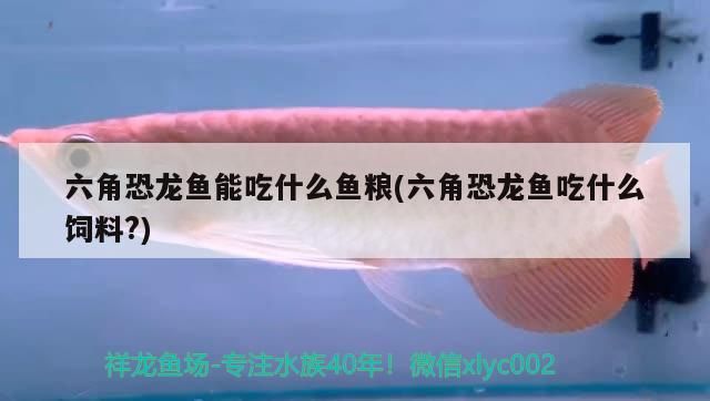 六角恐龍魚能吃什么魚糧(六角恐龍魚吃什么飼料?) 六角恐龍魚能吃什么魚糧(六角恐龍魚吃什么飼料?) 觀賞魚百科