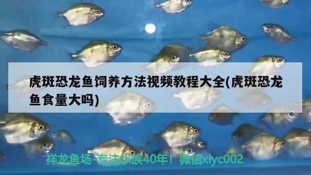 魚缸需要定期檢疫嗎(怎么樣對魚缸里的魚做檢疫)