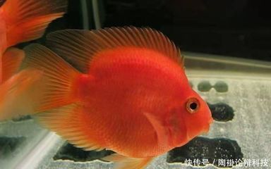 金龍魚b級和a級的區別：金龍魚b級和a級在外觀上有怎樣的區別？是否會影響購買時的判斷？