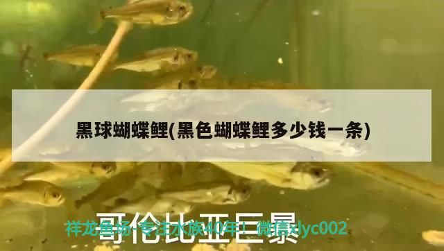 黑球蝴蝶鯉(黑色蝴蝶鯉多少錢一條)