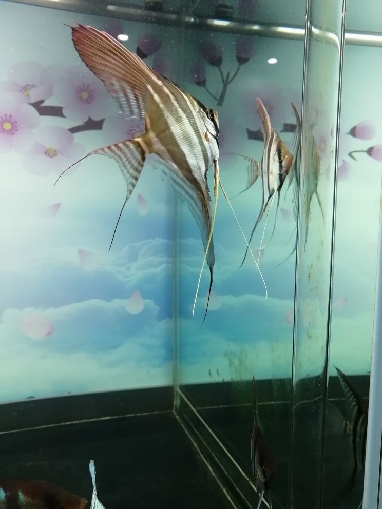 高級魚缸價格多少合適（ 高端魚缸有哪些牌子） 高級魚缸價格多少合適（ 高端魚缸有哪些牌子） 觀賞魚百科