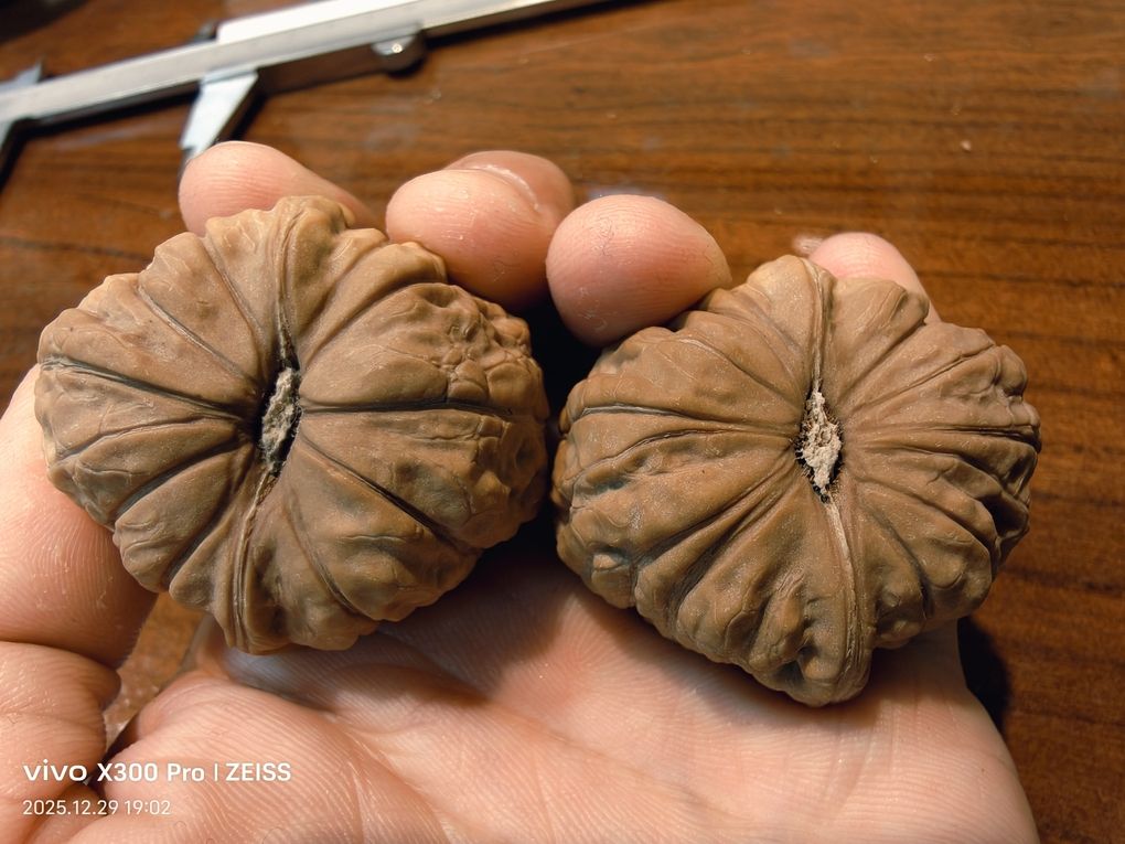 精品南瓜墩266包郵