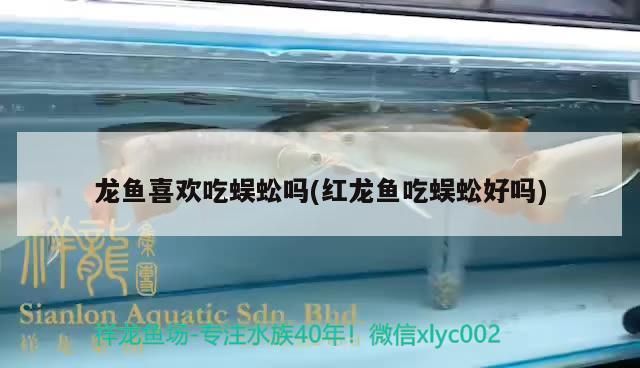 石斑恐龍魚可以混養什么魚好，恐龍魚能混養哪些魚類，恐龍魚可以和什么魚混養