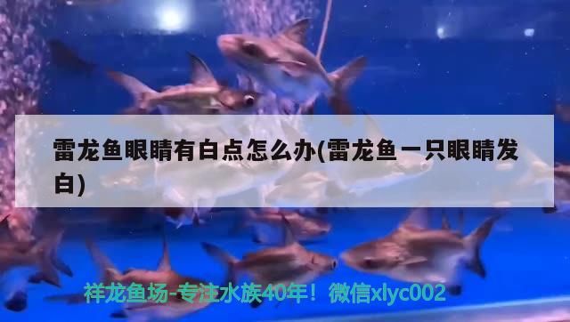 魚缸用增氧泵價格是多少:魚缸增氧機-xtrac增氧機-xtrac增氧機 雷龍魚眼睛有白點怎么辦(雷龍魚一只眼睛發白) 觀賞魚百科 雷龍魚眼睛有白點怎么辦(雷龍魚一只眼睛發白) 雷龍魚眼睛有白點怎么辦(雷龍魚一只眼睛發白) 觀賞魚百科