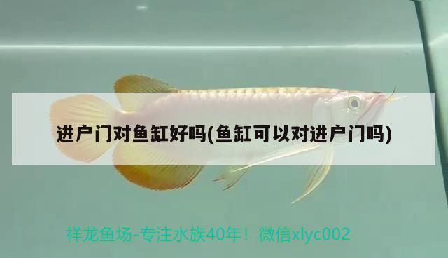 金龍魚燈色溫（金龍魚上色用什么顏色的燈好）