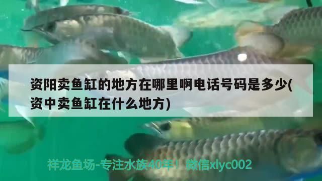 資陽賣魚缸的地方在哪里啊電話號碼是多少(資中賣魚缸在什么地方)
