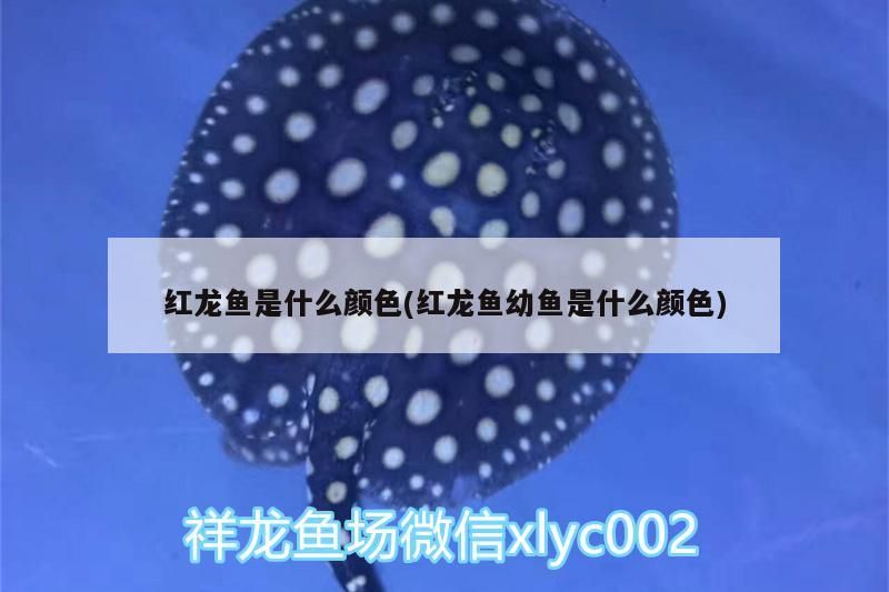 紅龍魚是什么顏色(紅龍魚幼魚是什么顏色)