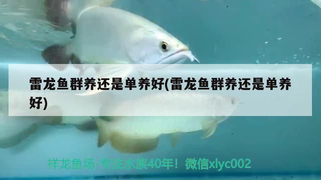 雷龍魚群養還是單養好(雷龍魚群養還是單養好)