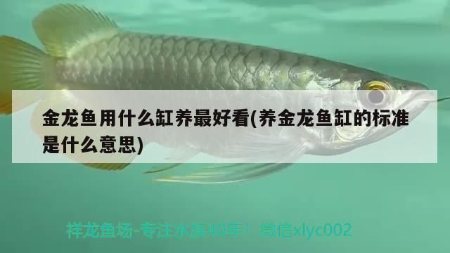 金龍魚用什么缸養最好看(養金龍魚缸的標準是什么意思)